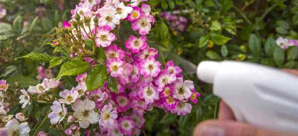 Óleo de nim para pulgões se alimentando de plantas