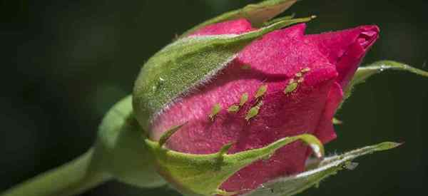 Blattläuse auf Rosen Hausmittel