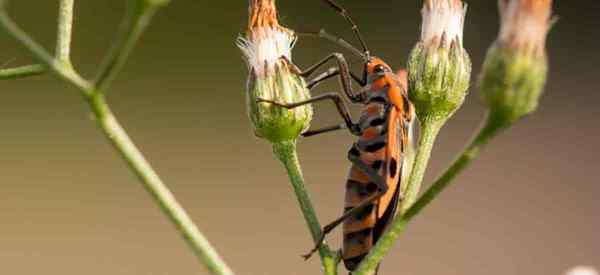 Os insetos assassinos comem pulgões - como você elimina pulgões sem inseticidas?