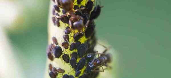 Cara Menghilangkan Aphids di Mandevilla Vines?