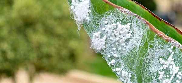 Apakah pepijat putih kabur (aphids) di tanaman saya