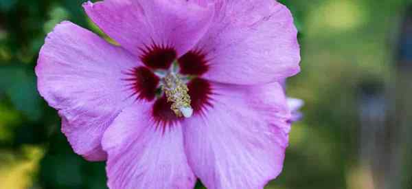 Controlando Rose of Sharon Aphids