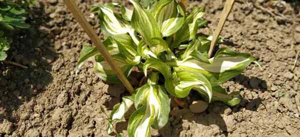 Como reduzir o choque ao transplantar hostas