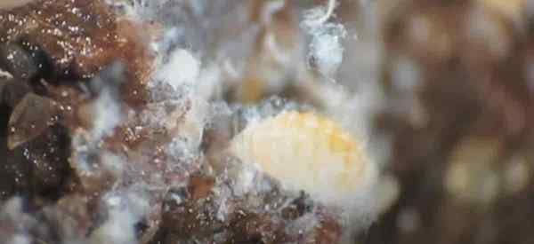 Tipps zur Beseitigung von Mealybugs im Boden