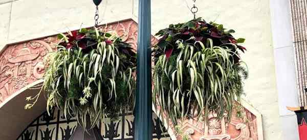 Crescendo plantas de aranha fora de como cuidar de uma planta de aranha ao ar livre