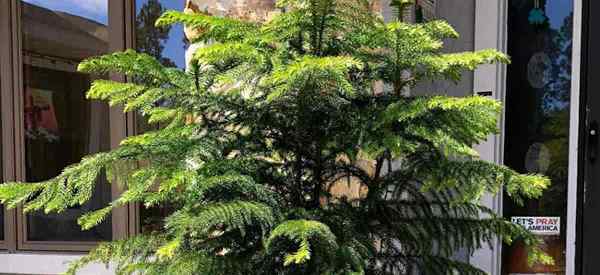 ¿Puede el pino de la isla de Norfolk crecer al aire libre??