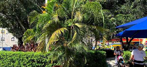 Creciendo y cuidando a la palma de Areca sin reconocer al aire libre