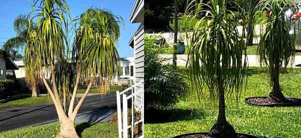 Como cuidar de Ponytail Palm ao ar livre