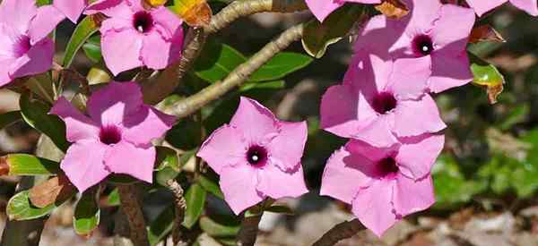 Adenium Swazicum soin comment cultiver le désert de Swazicum Rose