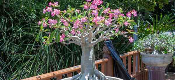 Adenium Arabicum Crescendo e Cuidados (Arabicum Desert Rose)