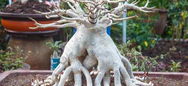 Kiat merawat adenium socotranum