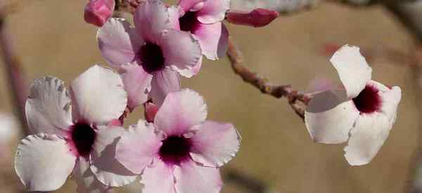 Adenium boehmianum tumbuh dan penjagaan