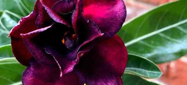 Tumbuh Gurun Hitam Rose Adenium