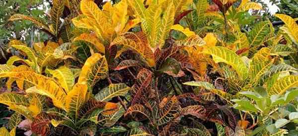 Fertilizando plantas de Croton quando e como fertilizar Crotons