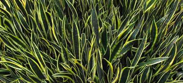 Como crescer e cuidar de Snake Plant Sansevieria Black Gold