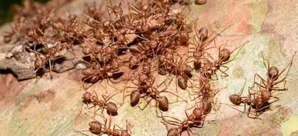 La terre des diatomées tue les fourmis?