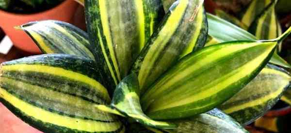 Conseils sur la culture de Sansevieria Golden Hahnii