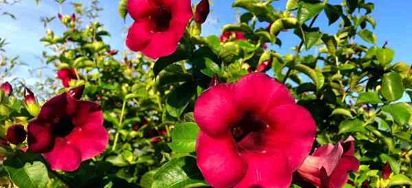 Lila Allamanda Vine Allamanda Blanchetti wächst und sorgt