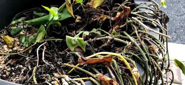 Wie man einen überwasserpothos rettet und um sie kümmert