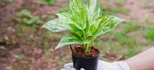 ¿Cuál es el mejor suelo para las plantas de Pothos??