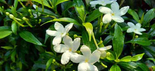 Cape Jasmine Care Wskazówki dotyczące uprawy Gardenia Jasminoides