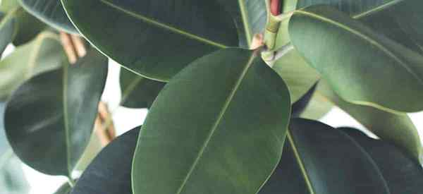 Conseils sur Ficus Elastica Care Cultingul Caoutchy Trees