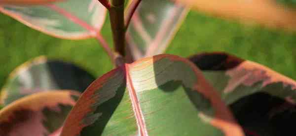 Como crescer e cuidar de Ficus elastica Ruby Plants