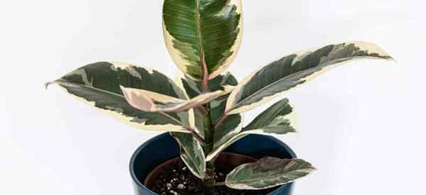 Ficus Tineke em crescimento como cuidar da planta de borracha Tineke