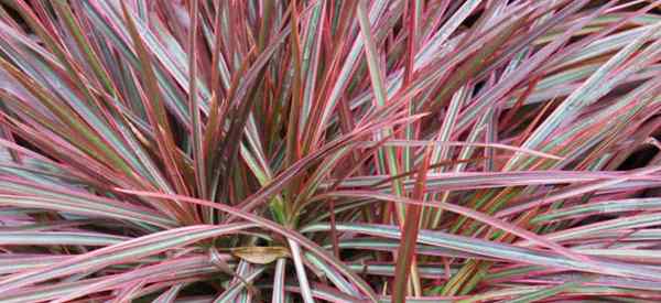 Dracaena marginata colorama planta cuidados