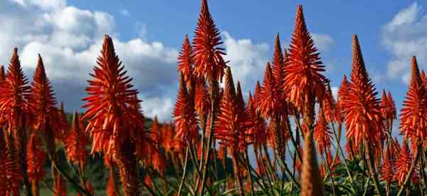 Cultivo de plantas de aloe vera al aire libre