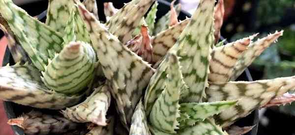 Loji Aloe saya bertukar menjadi coklat - mengapa?