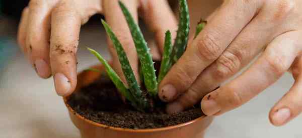 Tips tentang Repotting Aloe Plants