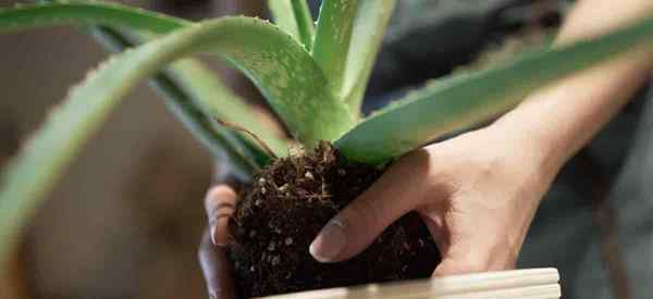 ¿Qué suelo es mejor para las plantas de aloe??