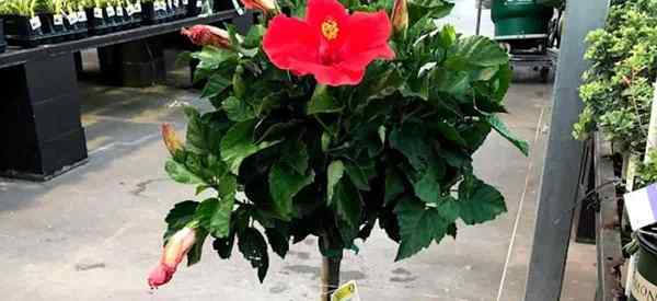 Cara Tumbuh dan Menjaga Hibiscus di Pot