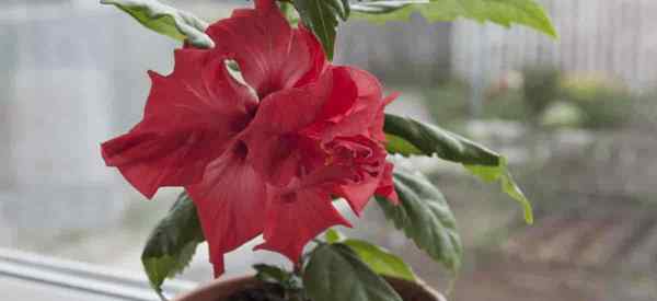 Cuidado com hibisco no inverno O que fazer com o vaso de hibisco no inverno