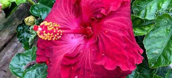 De combien de soleil a-t-il besoin d'un hibiscus?