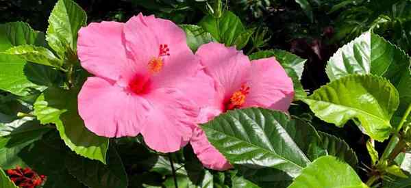 Keratan Hibiscus Cara Menyebarkan Loji Hibiscus dari Pemotongan