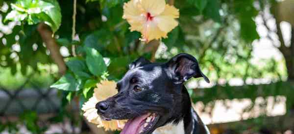 Ist Hibiskus giftig oder giftig für Hunde?