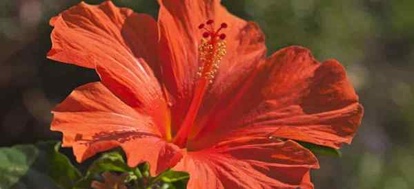 O que é um bom spray de insetos para plantas de hibisco?