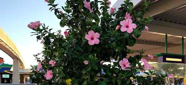 Hibiskus -Lichtbedarf Was sind die Beleuchtungsbedürfnisse von Hibiskus