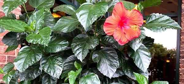 Hibiscus mort comment faire de l'hibiscus mort, en ont-ils besoin?