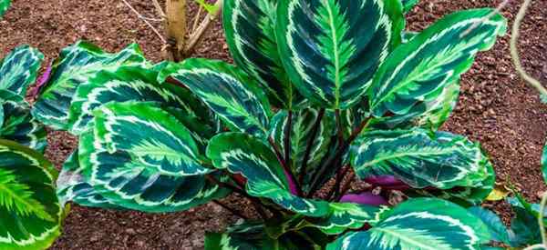 Calathea medalhão como crescer e cuidar de Calathea Veitchiana