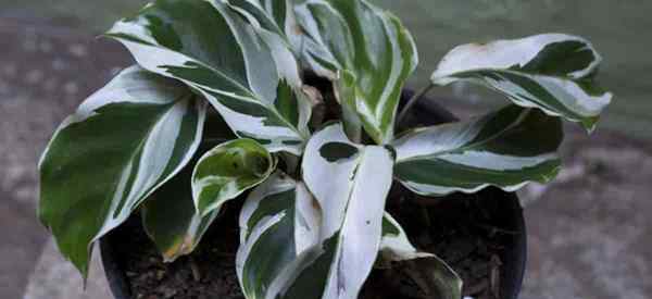 Calathea White Fusion tumbuh dan peduli