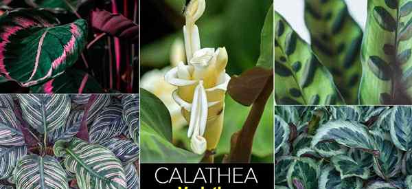 24 Beste Calathea -Sorten, die Sie gerne wachsen und sammeln werden