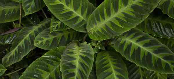 Calathea warscewiczii pousse et se soucie de faire pousser la feuille de velours Calathea