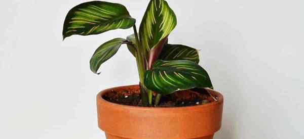 Star de beleza de Calathea crescendo e cuidando