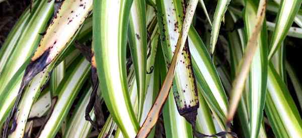 Pourquoi les feuilles sur ma plante d'araignée deviennent brunes?