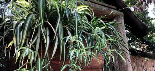 Les plantes d'araignée fleurissent-elles? Est-ce que votre plante d'araignée est fleurie?