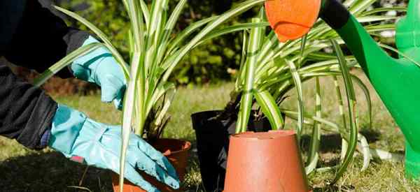 Como repot uma planta de aranha repoting clorophytum