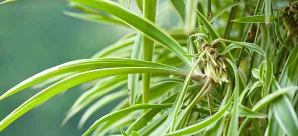 Consejos sobre plantas de araña, esquejes y bebés